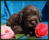 Liza Trace pups 4 wks old 161