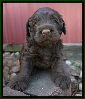 Liza Trace pups 4 wks old 171