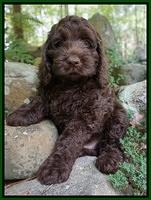 Liza Trace pups 8 wks old 111
