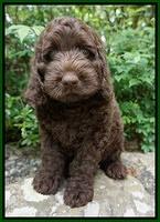 Liza Trace pups 8 wks old 121