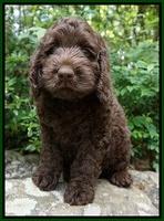 Liza Trace pups 8 wks old 131