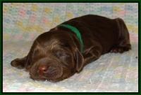 Liza Trace pups new born 81