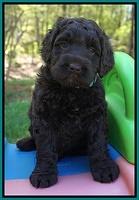 Liza TRAce pups 5 wks old 191