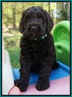Liza TRAce pups 5 wks old 201