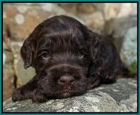 Liza Trace pups 3 wks old 122