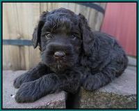 Liza Trace pups 4 wks old 201