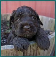 Liza Trace pups 4 wks old 211