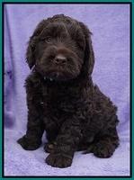 Liza Trace pups 6 wks old 141