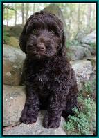 Liza Trace pups 8 wks old 31