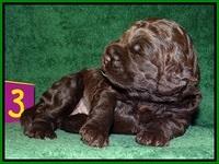 Liza Trace pups 2 wks old 171