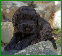 Liza Trace pups 3 wks old 152