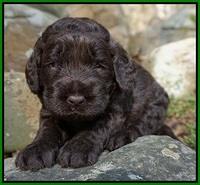 Liza Trace pups 3 wks old 162