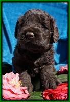 Liza Trace pups 4 wks old 261