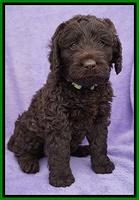 Liza Trace pups 6 wks old 201