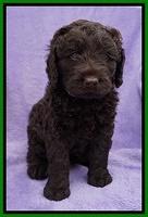 Liza Trace pups 6 wks old 211
