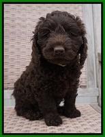 Liza Trace pups 7 wks old 241