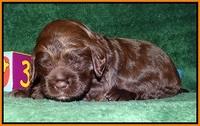 Liza Trace pups 2 wks old 251