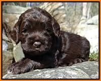 Liza Trace pups 3 wks old 192