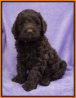 Liza Trace pups 6 wks old 251