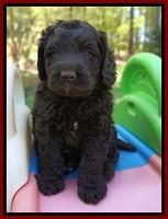 Liza TRAce pups 5 wks old 261