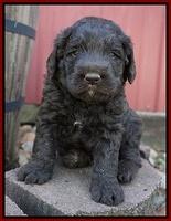 Liza Trace pups 4 wks old 331