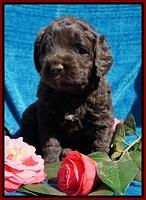 Liza Trace pups 4 wks old 351