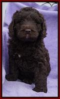 Liza Trace pups 6 wks old 291
