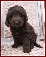Liza Trace pups 7 wks old 331