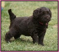 Xana Pilot pups 5 wks old 31