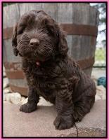 Xana Pilot pups 6 wks old 41