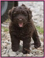 Xana Pilot pups 7 wks old 11