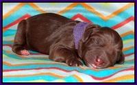 Pilot Xana pups newborn71