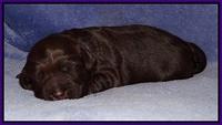 Xana Pilot pups 1 wk old 016