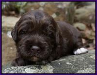 Xana Pilot pups 2 wks old 31