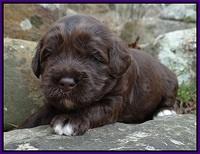 Xana Pilot pups 2 wks old 61