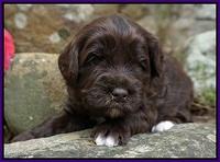 Xana Pilot pups 3 wks old 31
