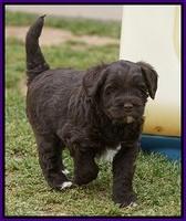 Xana Pilot pups 5 wks old 101