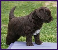 Xana Pilot pups 5 wks old 71