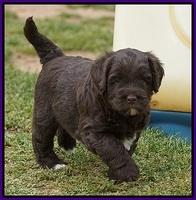 Xana Pilot pups 5 wks old 81