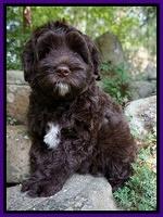 Xana Pilot pups 8 weeks old 121