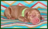 Pilot Xana pups newborn91