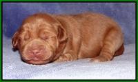 Xana Pilot pups 1 wk old 025