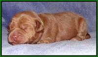 Xana Pilot pups 1 wk old 026