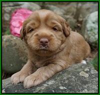 Xana Pilot pups 3 wks old 51