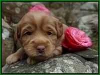 Xana Pilot pups 3 wks old 61