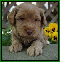 Xana Pilot pups 4 wks old 81
