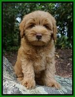 Xana Pilot pups 8 weeks old 101
