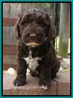 Xana Pilot pups 6 wks old 151