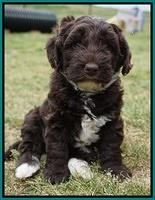 Xana Pilot pups 6 wks old 161