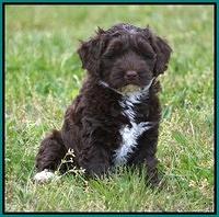Xana Pilot pups 7 wks old 121